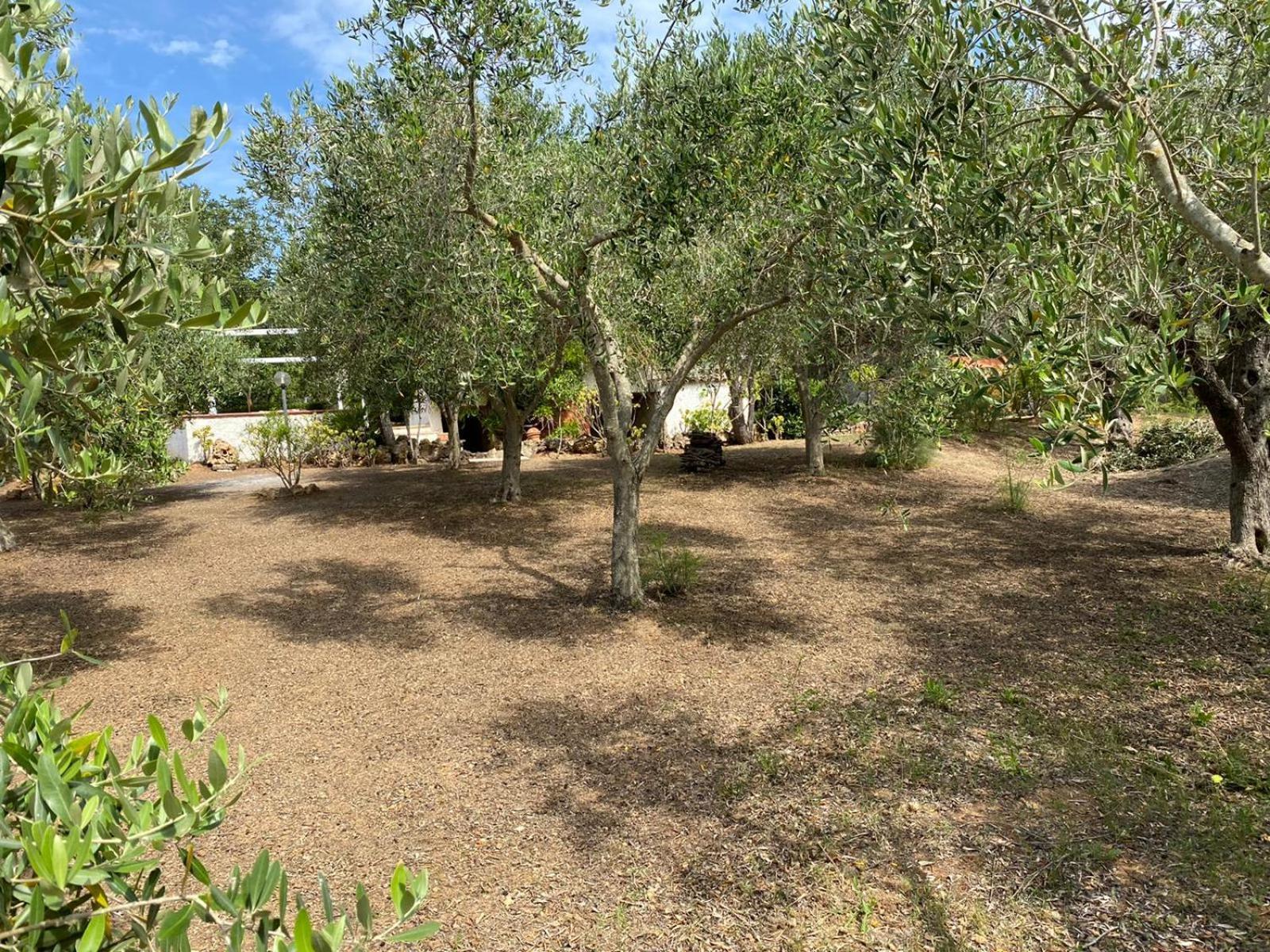 Domo Angheleda - Alghero Casa Indipendente Vicino Al Mare מראה חיצוני תמונה